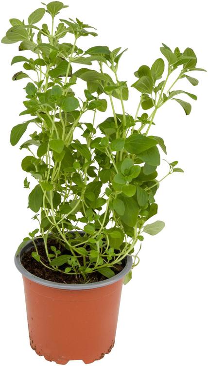Oregano tuore