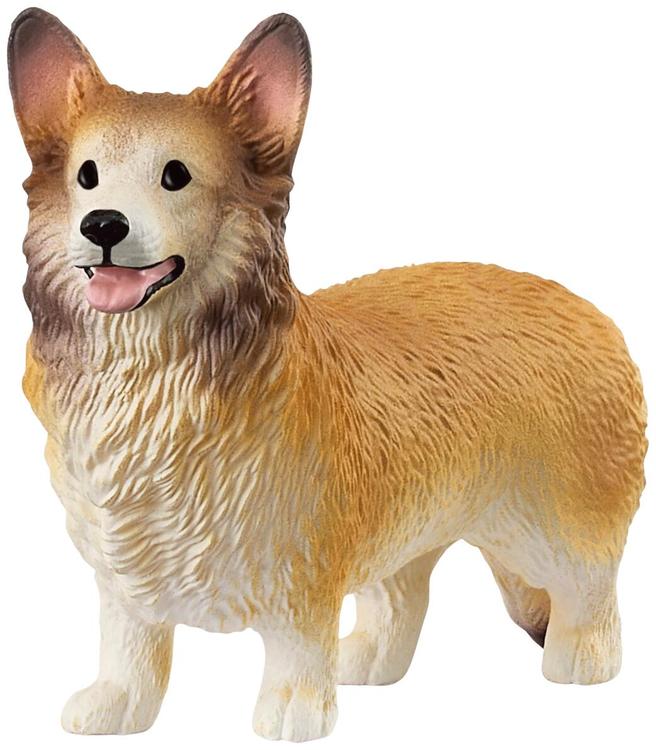 Welsh corgi