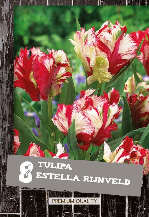 Tulppaani Estella Rijnveld 8kpl