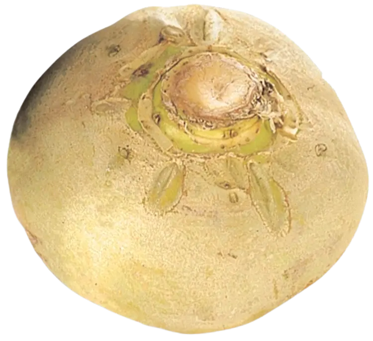 Lanttu