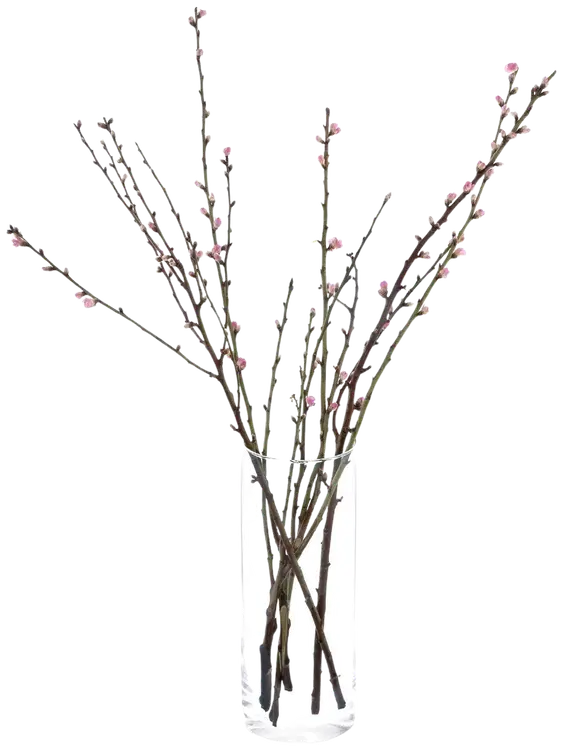 Persikan oksa, 60cm