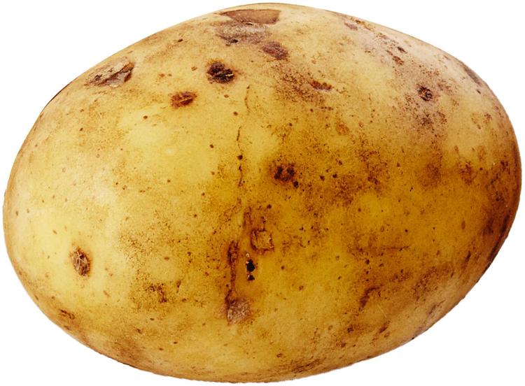 Afra peruna iso