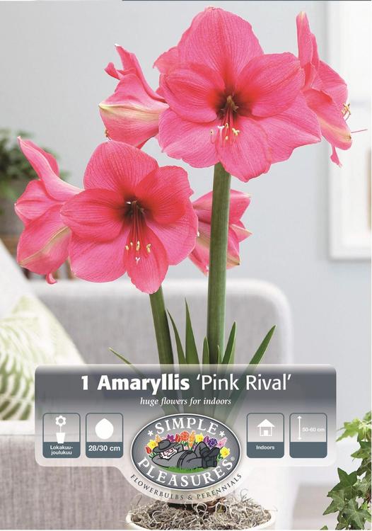 Amarylliksen sipuli Pink Rival, koko 28/30, 1kpl