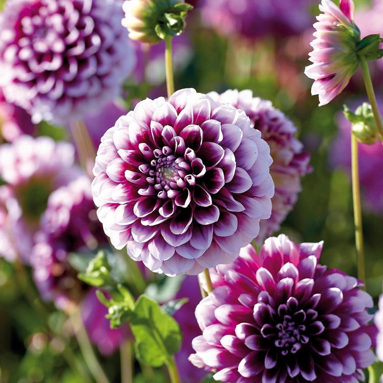 Dahlia Edinburgh 1kpl