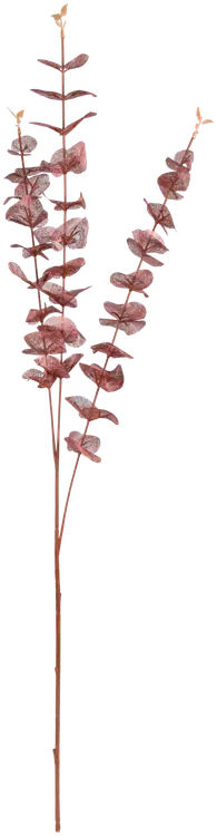 Teko-oksa eukalyptus 3 haaraa, erilaisia