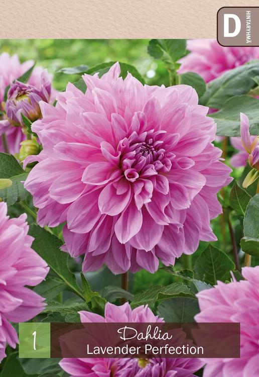 Koristedaalia 'Lavender Perfection' 1kpl