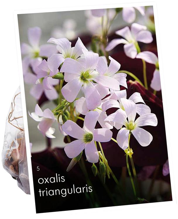 Kolmiokäenkaali, Oxalis Triangularis No. I 5kpl