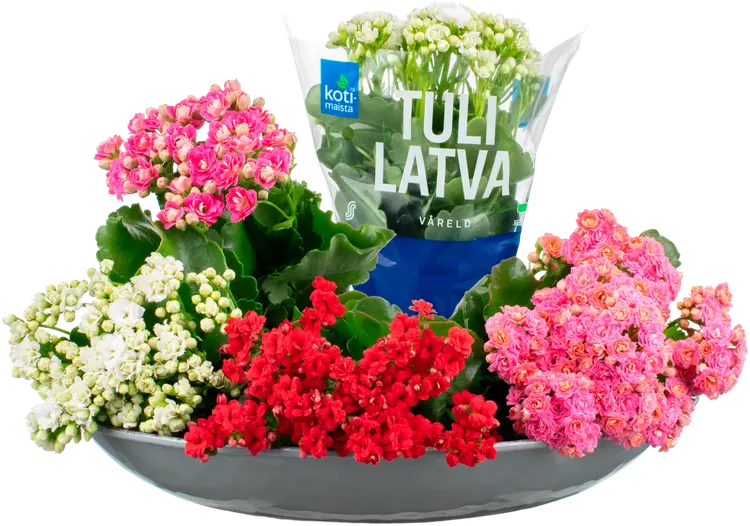 Kotimaista kerrottu tulilatva, Kalanchoe Blossfeldiana, värilajitelma,  rk 11cm