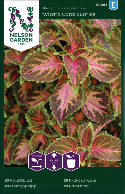 94261 coleus wizard coral sunrise