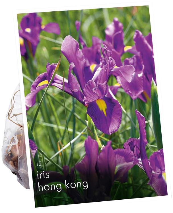 Hollannikujrenmiekka, Dutch Iris, Hong Kong 6/7 12kpl