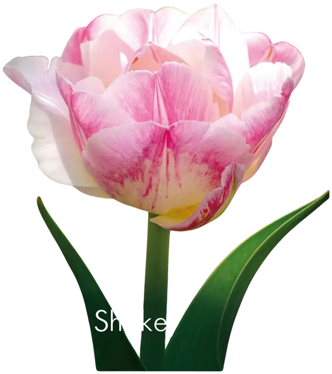 Tulppaani Double Shake 11/12, 7kpl
