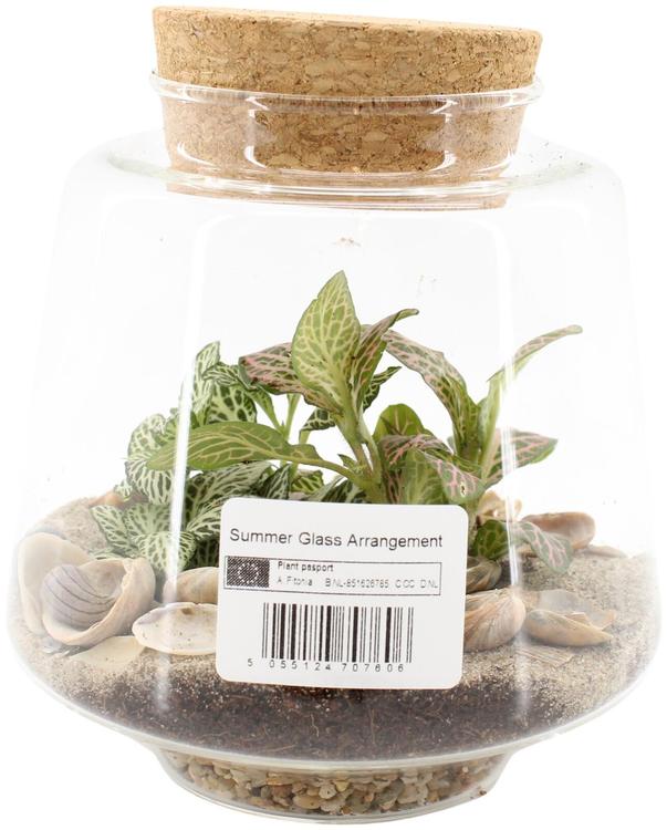 TAIMEDE KASVUTERRAARIUM
