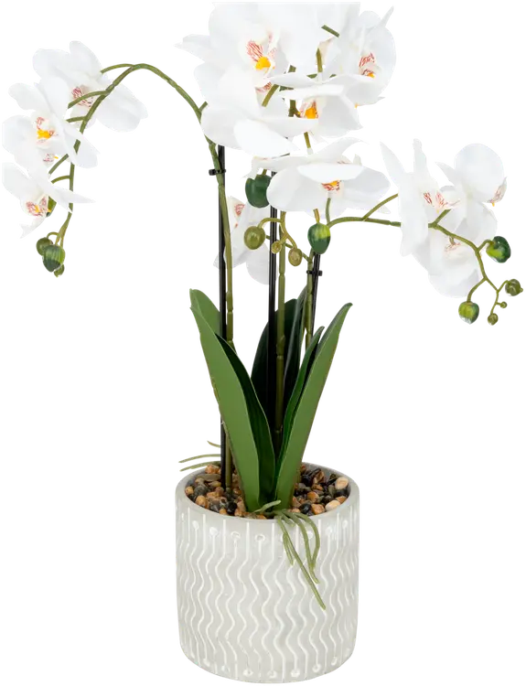 Orkidea ruukussa 54 cm