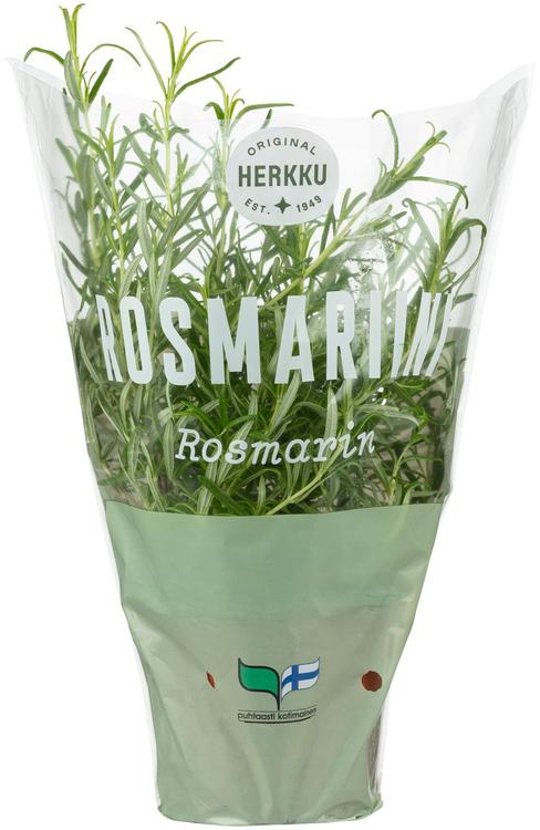 Herkku Rosmariini ruukussa