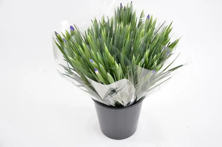 Iiris, 5 oksaa, 50 cm
