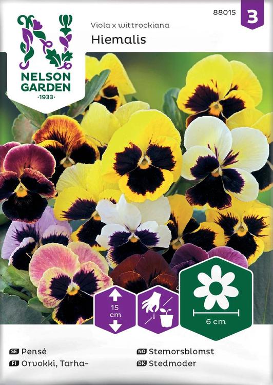 Nelson Garden Siemen Orvokki, Tarha-, Hiemalis, väriseos