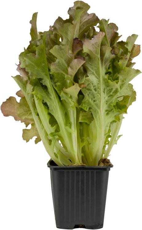 TAMMENLEHTISALAATTI