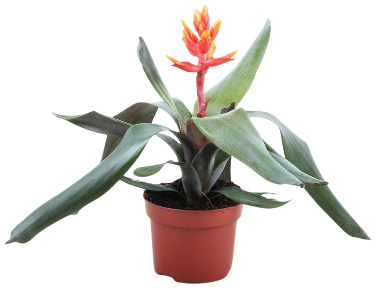 Bromeelia