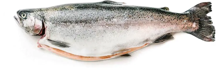 Kalaneuvos Kirjolohi tuore kokonainen palvelu n. 2 kg