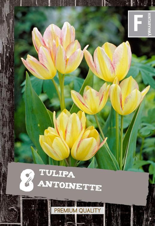 Tulppaani Antoinette 8kpl