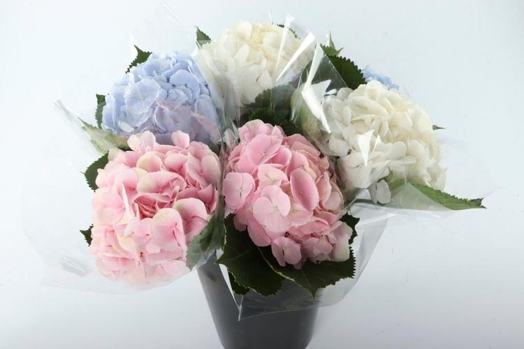 Hortensia 1 oks