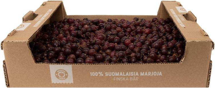 Pakkasmarja 3kg suomalainen punainen tuorekarviainen