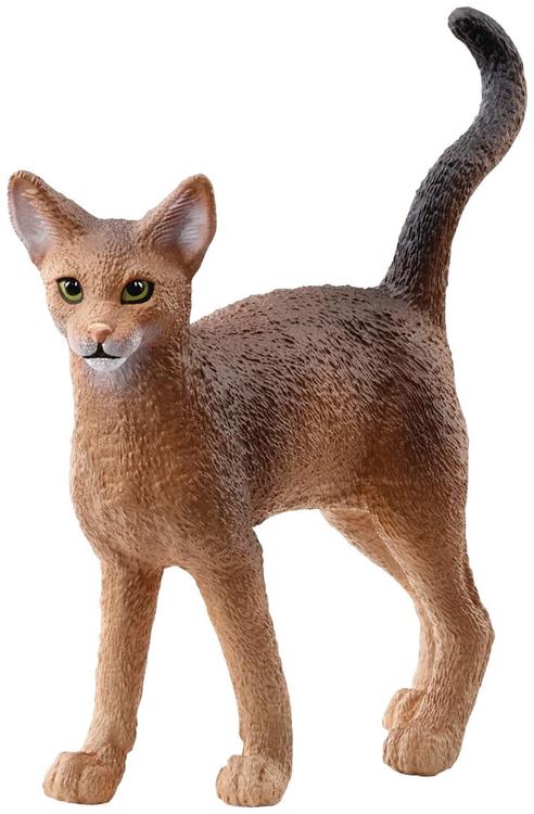 Abyssiinia kass