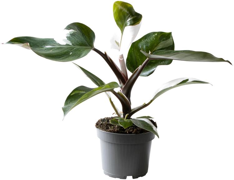 FILODENDRON WHITE KNIGHT
