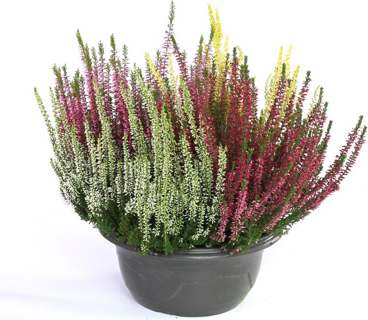 Calluna beaty Ladies Quattro vati p23