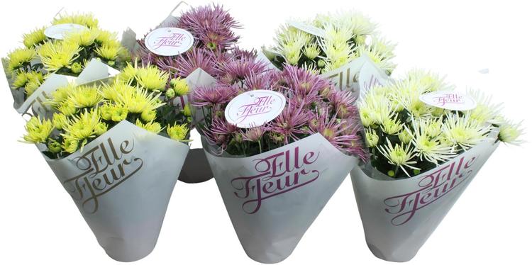 Krysanteemi Elle Fleur Spider, värilajitelma, ruukku 14cm