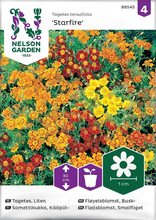 Nelson Garden Siemen Samettikukka, Kääpiö-, Starfire mixed
