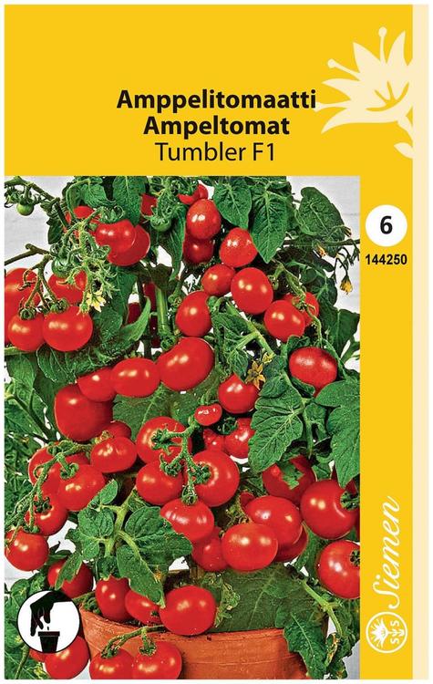 AMPPELITOMAATTI TUMBLER F1