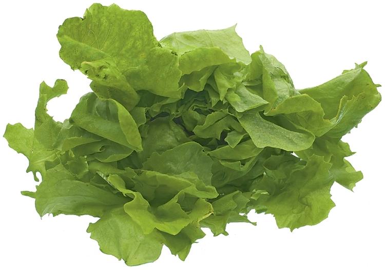 Keräsalaatti