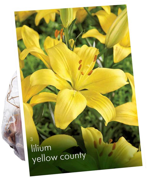 Värililja, Lilium Yellow County 14/16 3kpl