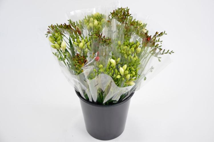 Freesia, lajitelma, 5 oksaa, 40cm