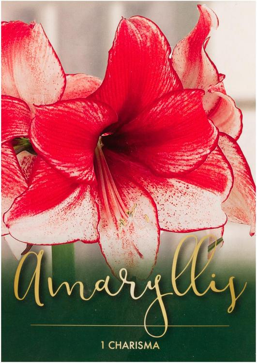 AMARYLLIS CHARISMA