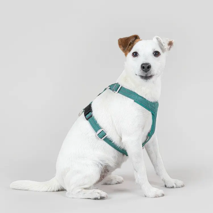 PAIKKA Easy Harness koiran valjaat emerald S