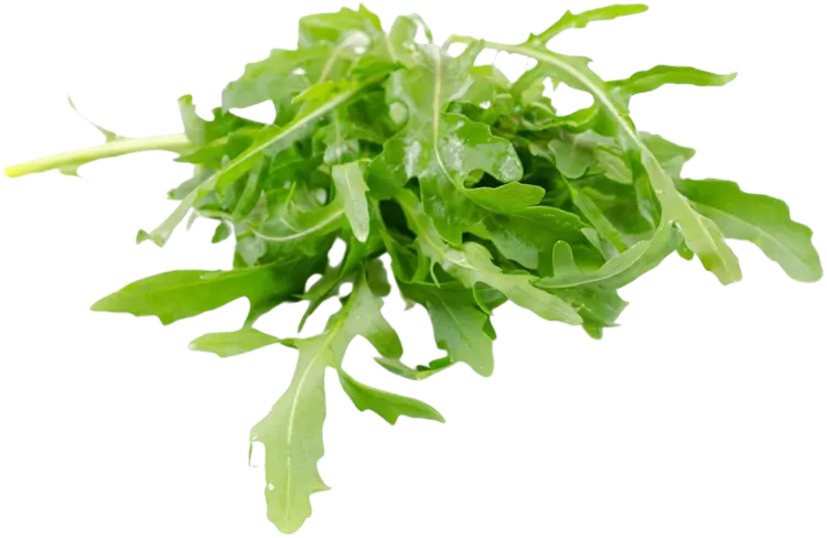 RUCOLA