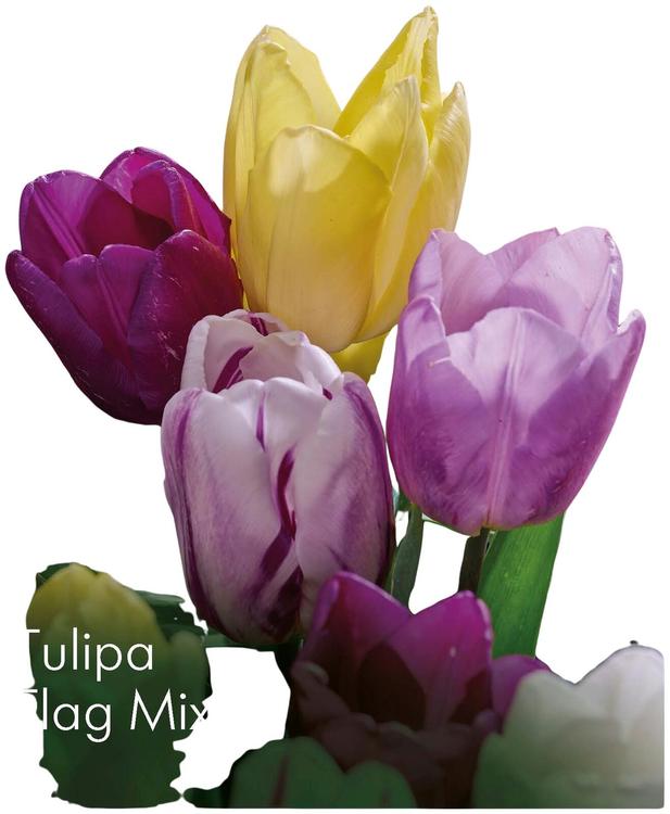 Tulppaani Flag sekoite Z11-12, 7kpl