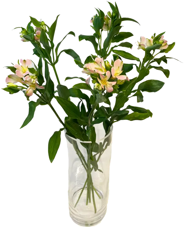 Inkalilja, lajitelma, 5 oksaa, 50cm