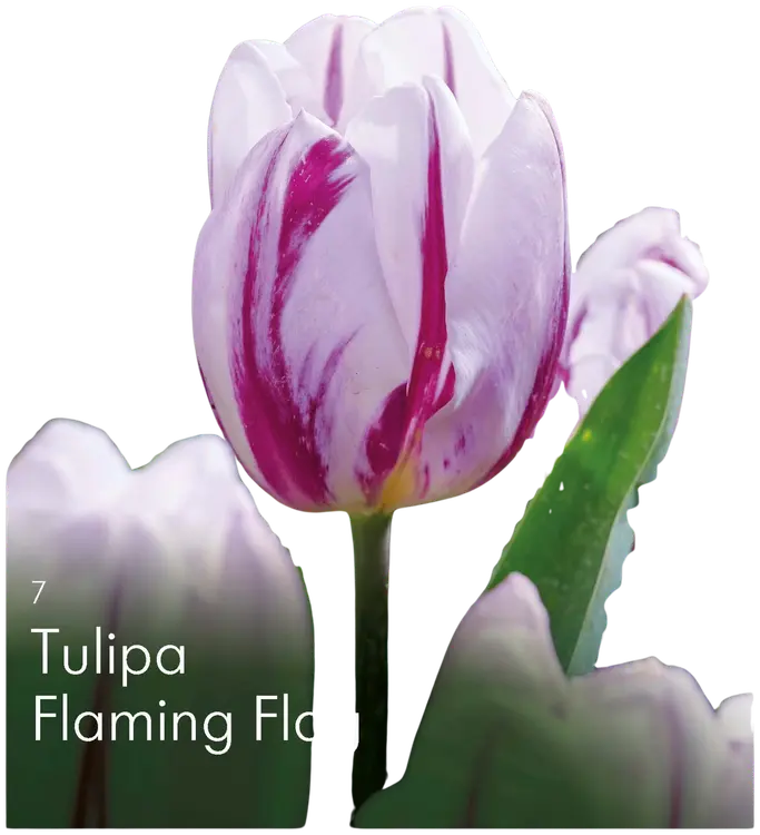 Tulppaani Flaming Flag Z11-12, 7kpl