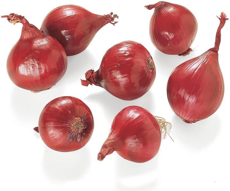 PUNASIPULI