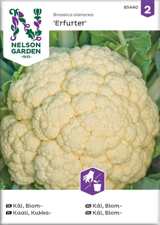 Nelson Garden Siemen Kaali, Kukka-, Erfurt