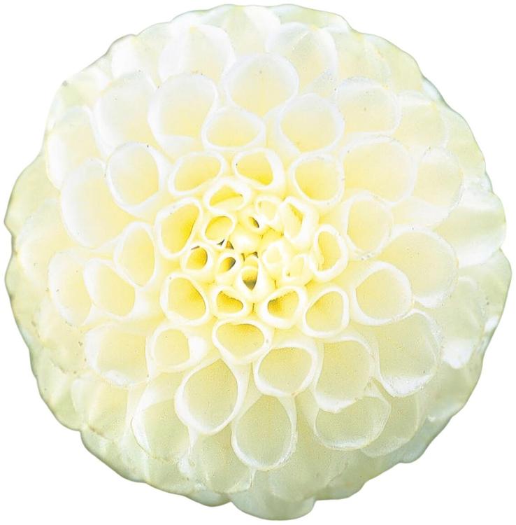 Dahlia Snowflake 1kpl