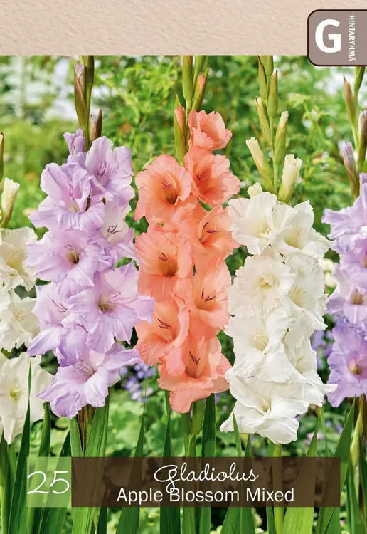 Gladiolussekoite 'Apple Blossom' 25kpl