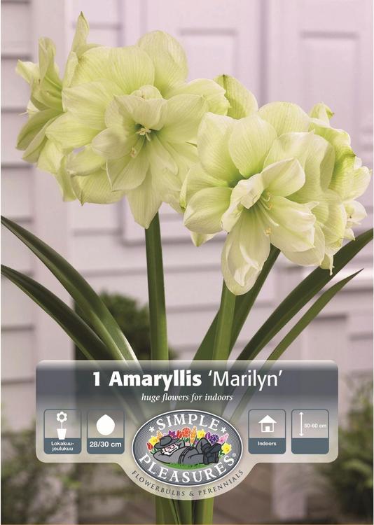 Amarylliksen sipuli Marilyn, koko 28/30, 1kpl