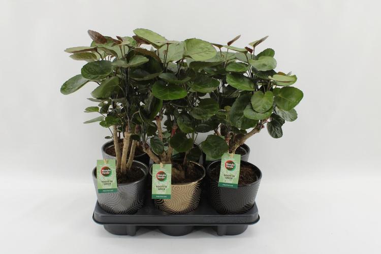 Hopea aralia