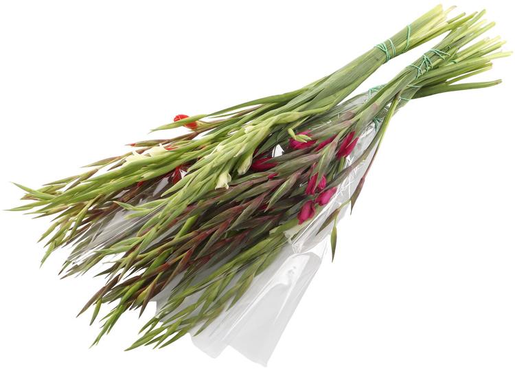 Gladiool sort nanus 5 oksa 50 cm