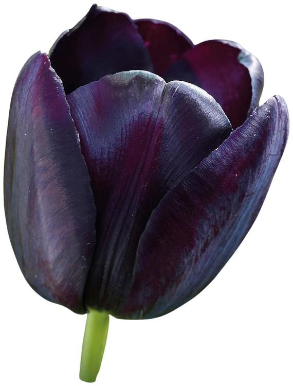 Tulppaani Queen of Night Z11-12, 7kpl
