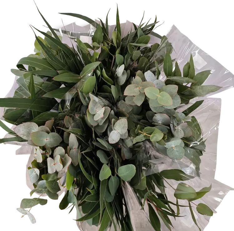 Eukalyptus 3kpl, 50cm, erilaisia